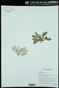 Antennaria neglecta image