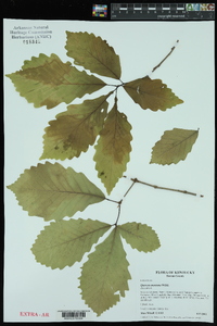 Quercus montana image