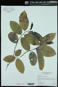 Oxydendrum arboreum image