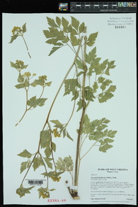 Thaspium barbinode image