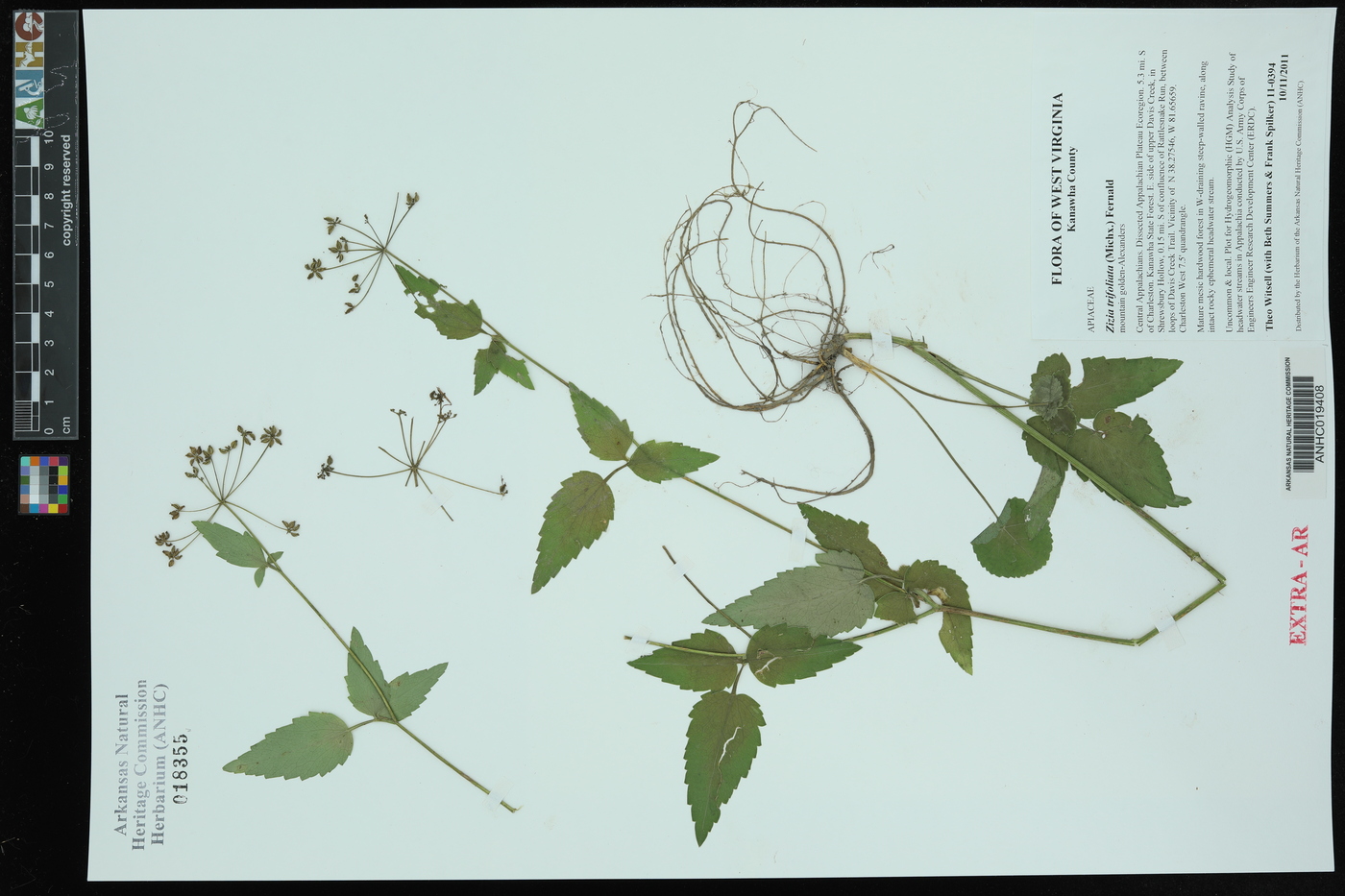 Zizia trifoliata image