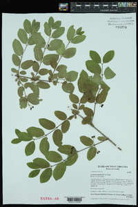 Lonicera morrowii image