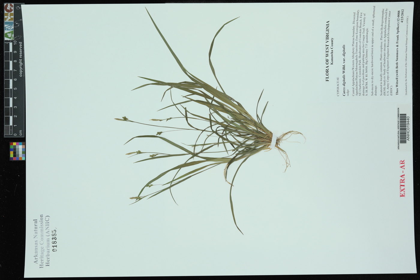 Carex digitalis var. digitalis image