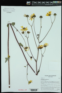 Helianthus atrorubens image