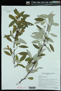 Elaeagnus umbellata image