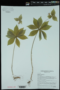 Medeola virginiana image