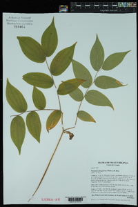 Prosartes lanuginosa image