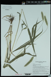 Setaria faberi image