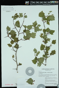 Crataegus pruinosa image