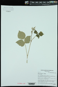 Rubus deamii image