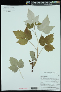 Rubus occidentalis image