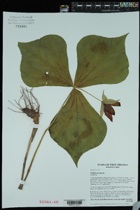 Trillium erectum image