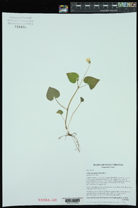 Viola pubescens var. scabriuscula image