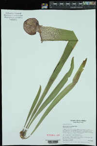 Sarracenia leucophylla image