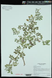 Indigofera spicata image