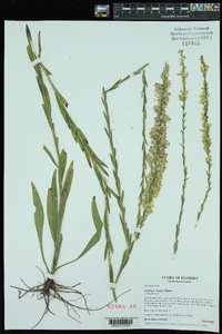 Solidago stricta image