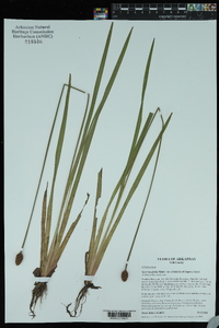 Xyris laxifolia var. iridifolia image