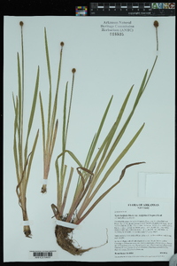 Xyris laxifolia image