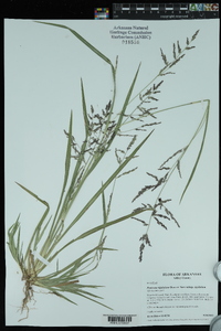 Coleataenia rigidula subsp. rigidula image