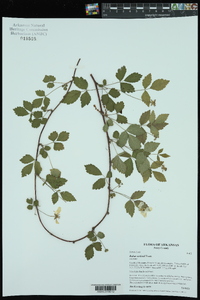 Rubus enslenii image