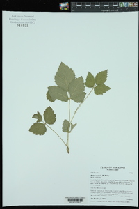 Rubus steelei image