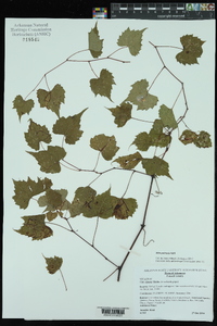 Vitis palmata image