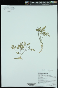 Erigenia bulbosa image