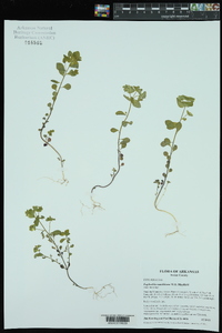 Euphorbia ouachitana image