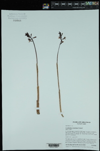 Corallorhiza wisteriana image