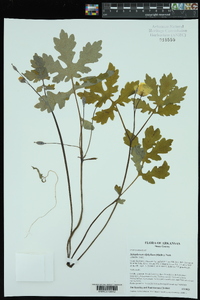 Stylophorum diphyllum image