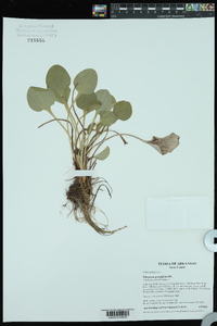 Parnassia grandifolia image