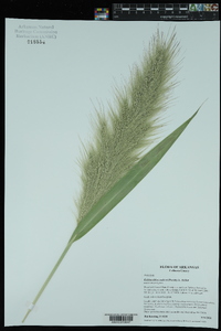 Echinochloa walteri image