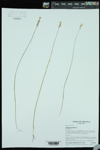 Polygala incarnata image