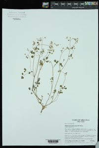 Thalictrum arkansanum image