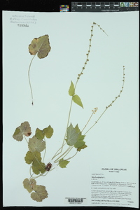 Mitella diphylla image