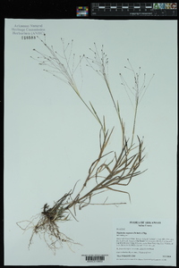 Digitaria cognata image