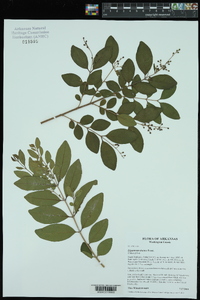 Ligustrum sinense image