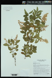 Ligustrum sinense image