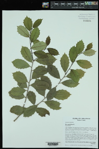 Ilex aquifolium image