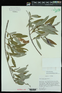 Salix caroliniana image