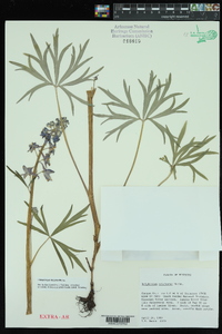 Delphinium tricorne image