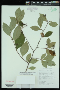 Photinia melanocarpa image