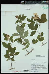 Rosa setigera image