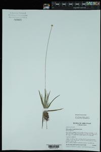 Eriocaulon texense image