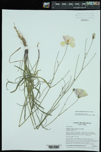 Callirhoe pedata image