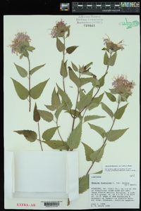 Monarda fistulosa var. mollis image