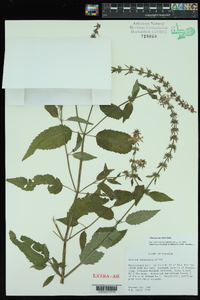 Stachys tenuifolia image