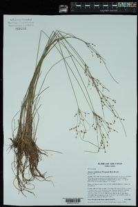 Juncus anthelatus image