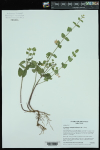 Scutellaria cardiophylla image