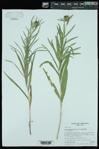 Liatris compacta image